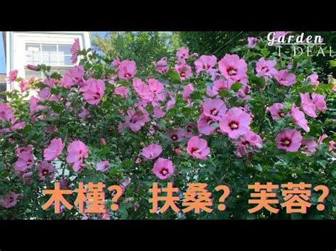 芙蓉樹風水|芙蓉種植風水：誰家庭院最適合？